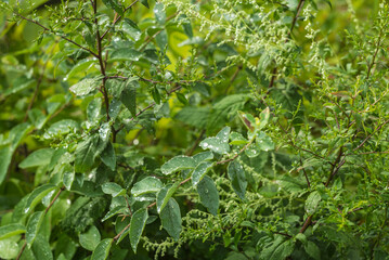USA, Massachusetts, Cape Ann, Gloucester. Dew on leaves