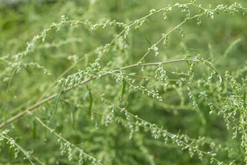 USA, Massachusetts, Cape Ann, Gloucester. Dew on leaves