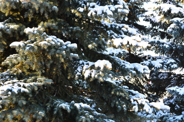 snow-covered fluffy Christmas trees against the blue sky. winter continues.