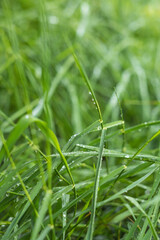 USA, Massachusetts, Cape Ann, Gloucester. Dew on grass