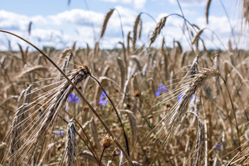 Fototapeta premium Wheat field. Golden ears of wheat