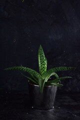 Green plant in a silver pot on a black background.