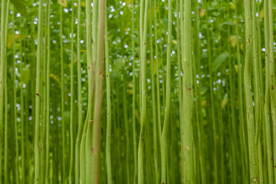 Arrange jute in the field of green jute. Row upon row of jute. Images are in high-resolution backgrounds.