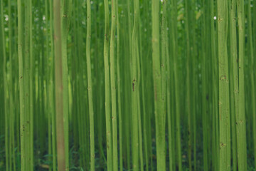 Golden Fiber Jute Land. It is the highest quality jute in Bangladesh. High-level close-up image.