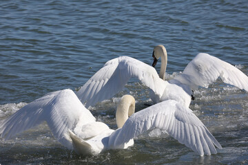 Mute swans in breeding season squabbling and busking (threat gesture) competing for females
