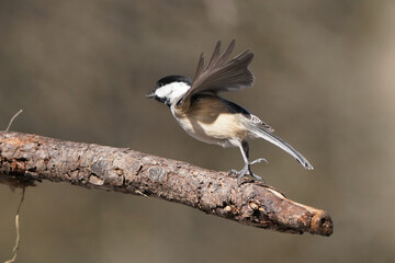 Black Capped chickadee flying off branch in wild with food in beak in forest habitat with wings up
