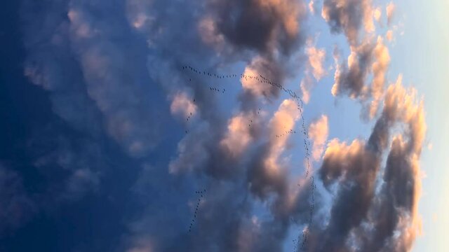 A flock of birds flying in an imperfect formation. Beautiful cumulus clouds in the sky during golden hours.