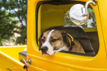 USA, Massachusetts, Cape Ann, Gloucester. Dog sitting inside yellow pickup truck