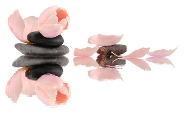 Pink tulip flower on stones balance, petals with water reflection isolated on white background. Spa concept, body care, relaxation