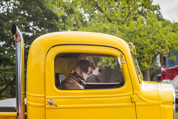 USA, Massachusetts, Cape Ann, Gloucester. Dog sitting inside yellow pickup truck