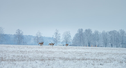Deer family eating on a snowy crop field. Picturesque winter landscape with wildlife. Deer running away sensing danger.