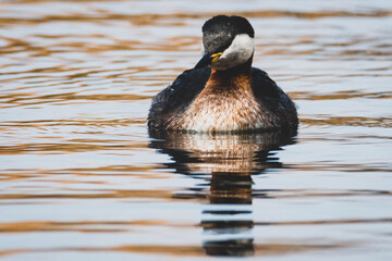 Rothalstaucher im See
