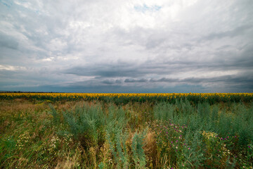 storm clouds over a field with sunflowers. rainy summer weather