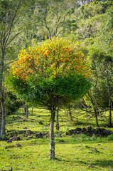 Naklejka premium Tangerine tree in Gramado, Rio Grande do Sul State, Brazil on August 10, 2008.