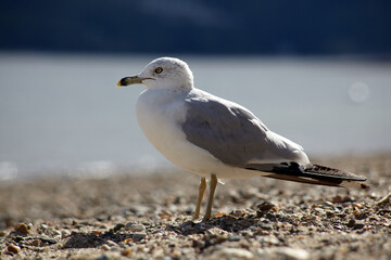 Seagull
