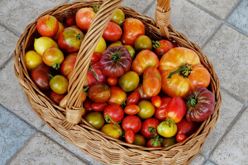 Wicker basket full of tomatoes. Plenty fresh tomatoes of various colors and heirlooms. Vegetables from own garden.