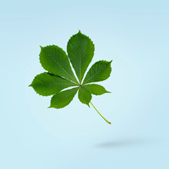 Green leaf of chestnut tree freely soars in the air on a blue background.Botanical concept of levitation.Spring bright greenery.
