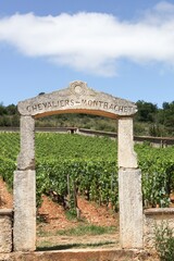 Landscape with Chassagne Montrachet vineyards in Burgundy, France