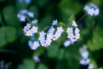 Forget me not plants. Small flowers blooming in spring garden.