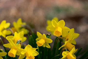 Blooming Daffodil Flowers