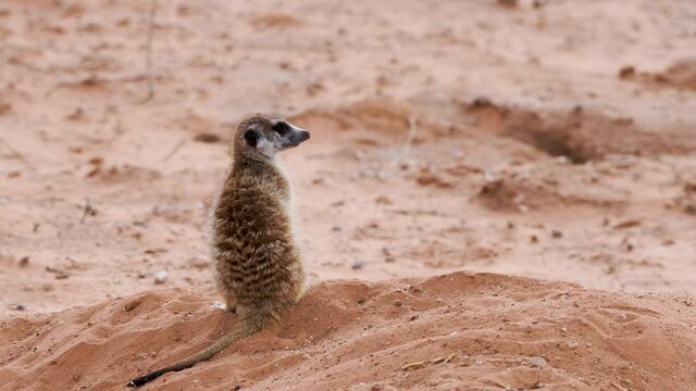 Backshot - A meerkat looking out for a predator near its hole in Kalahari Desert, Upington, South Africa.