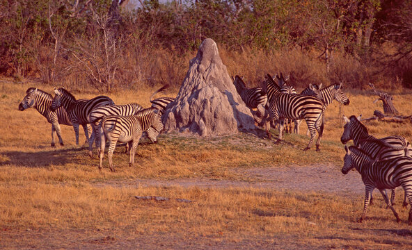 Botswana: The Ultimate Wild Life Experience You Can Explore In The Okavango Delta And Central Kalahari