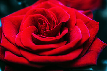 Close up of a beautiful red rose. Fresh flower as expression of love. Macro