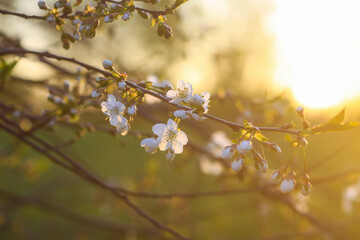 Cherry tree banches with white flowers in warm golden sunset light in spring garden.