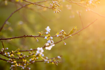 Cherry tree banches with white flowers in warm golden sunset light in spring garden.