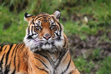 Fototapeta na wymiar Tiger of Peace