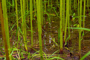 The field is full of jute. Images are in high-resolution backgrounds. This is a close-up image of jute.