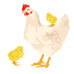 Chicken vector cartoon chicken character hen and rooster. Vector set of cute chickens on a white background. farm animals concept. environmentally friendly