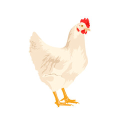 White chicken, vector illustration.
White rooster chicken bird isolated on white background. bird farm animal concept icon, vector illustration and stock