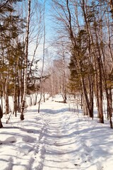 Winter in Mont-Tremblant provincial park, Quebec 