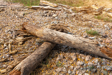 Preparation of firewood for the winter. firewood background, Stacks of firewood in the forest. Pile of firewood.