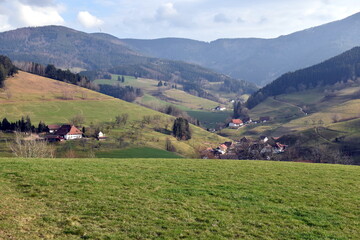Fototapeta na wymiar Yach im Schwarzwald im Frühling