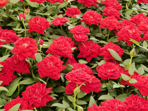 Rote Rosen in prächtiger Blütenfülle