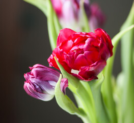 Red tulips flowers in a bouquet