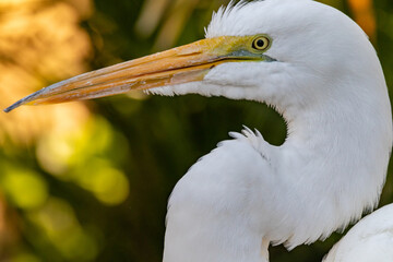 Snowy egret close up in color