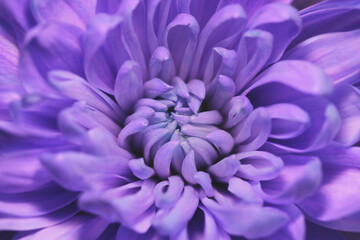 Close up of the centre of a purple or mauve, Dahlia flower head. Focused in the centre are small patches of organic pigment insect attractant which can be seen which fluoresces under UV lighting.