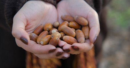 Close up of many acorns in womans hands	