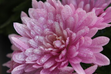 Crisantemo rosa con gotas de agua en los p&eacute;talos