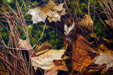 Sphagnum moss and European maple leaves in water in a floooded swamp, Northern Europe