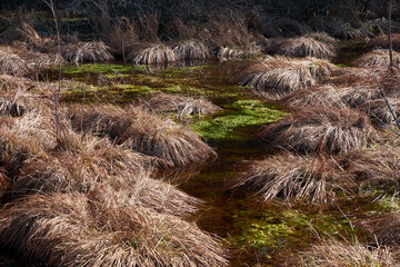 Bumps and moss in a flooded forest swamp in early spring