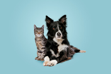 tabby cat and border collie dog