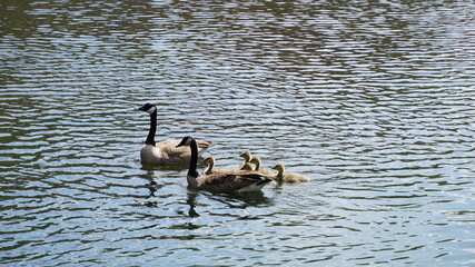 Goslings follow their parents for a swim.