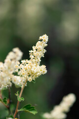 Ribes Flowers