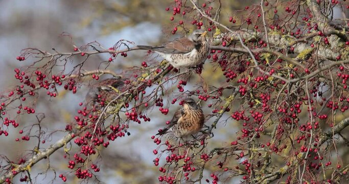 3 grives litornes (Turdus pilaris) mangeant des baies d'aub&eacute;pine