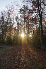 Fototapeta premium A sunrise creates beams of light through the trees in an autumn forest.