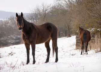 Horses in a winter snow farm field